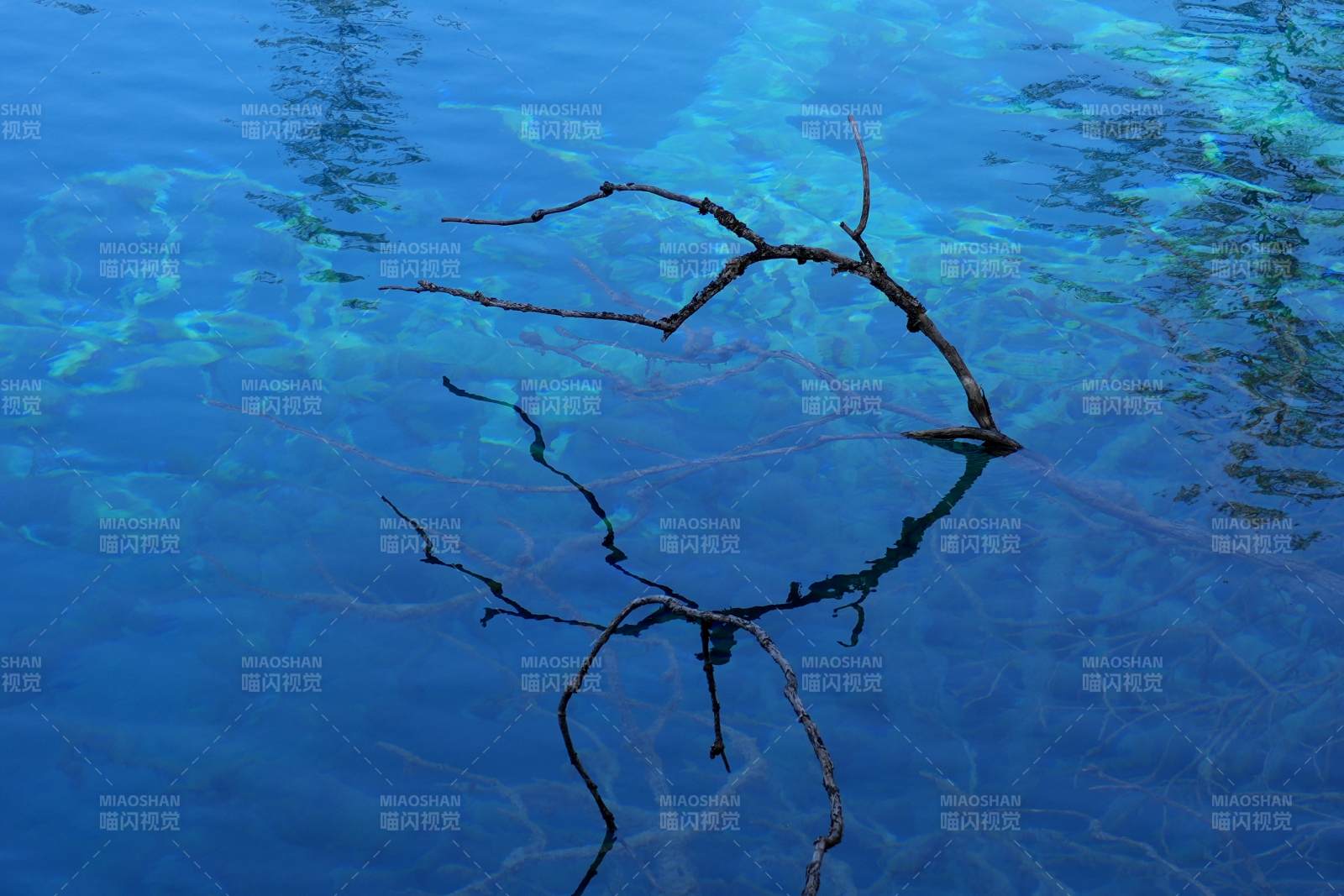 水下枝影 蓝波轻舞图片