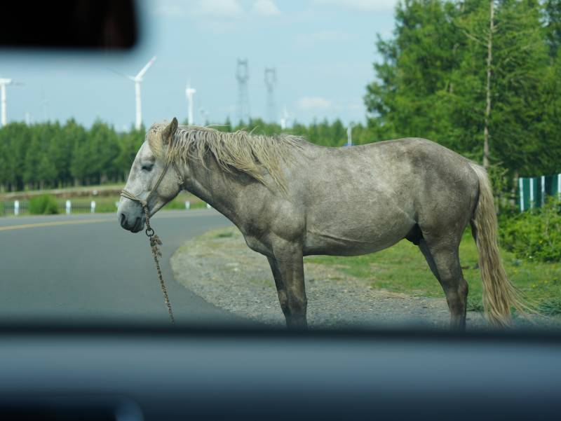 路边的灰色马图片