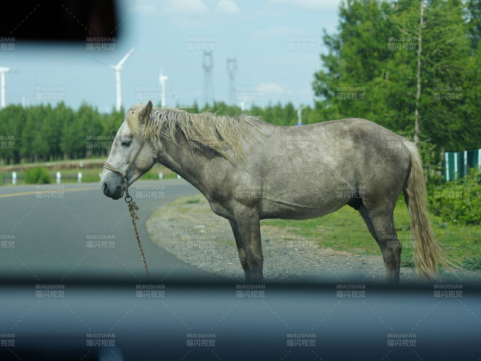 路边的灰色马图片