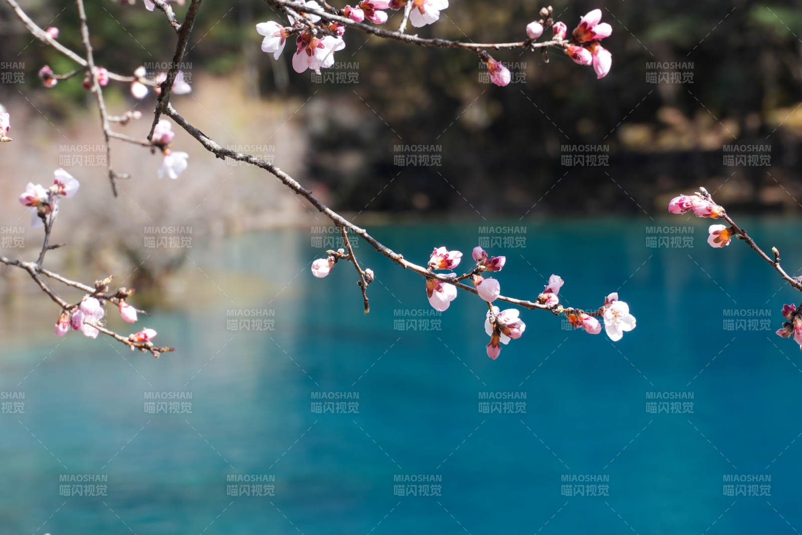 九寨沟湖畔桃花 春意盎然图片