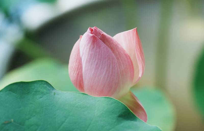 含苞待放的莲花图片