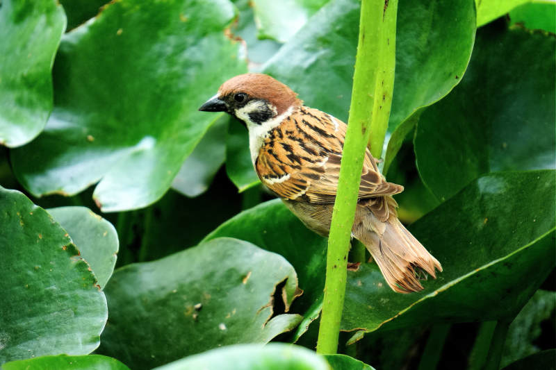 绿叶丛中的小鸟图片