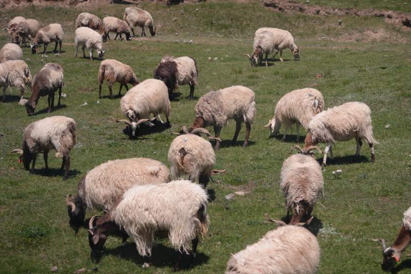 草原上的羊群图片