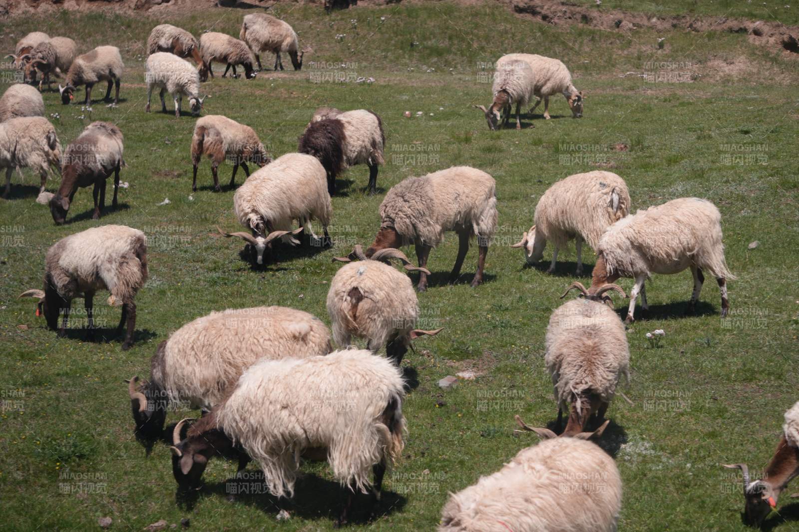 草原上的羊群图片