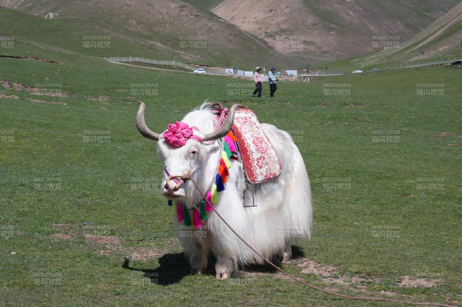 装饰华丽的牦牛在草原上图片