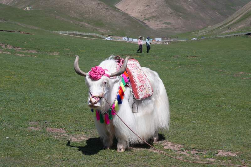 装饰华丽的牦牛在草原上图片