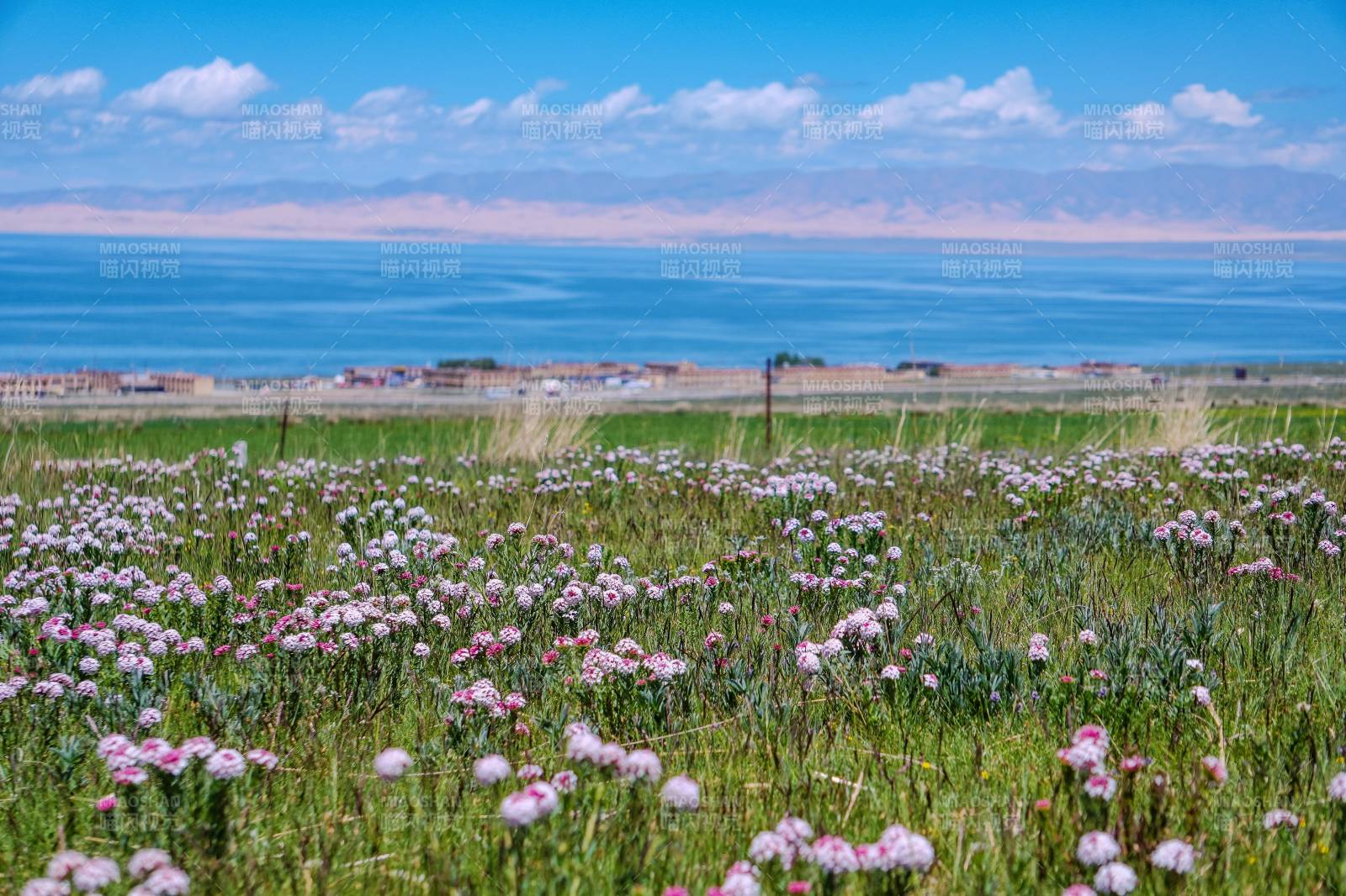 青海湖畔花海 蓝天白云图片