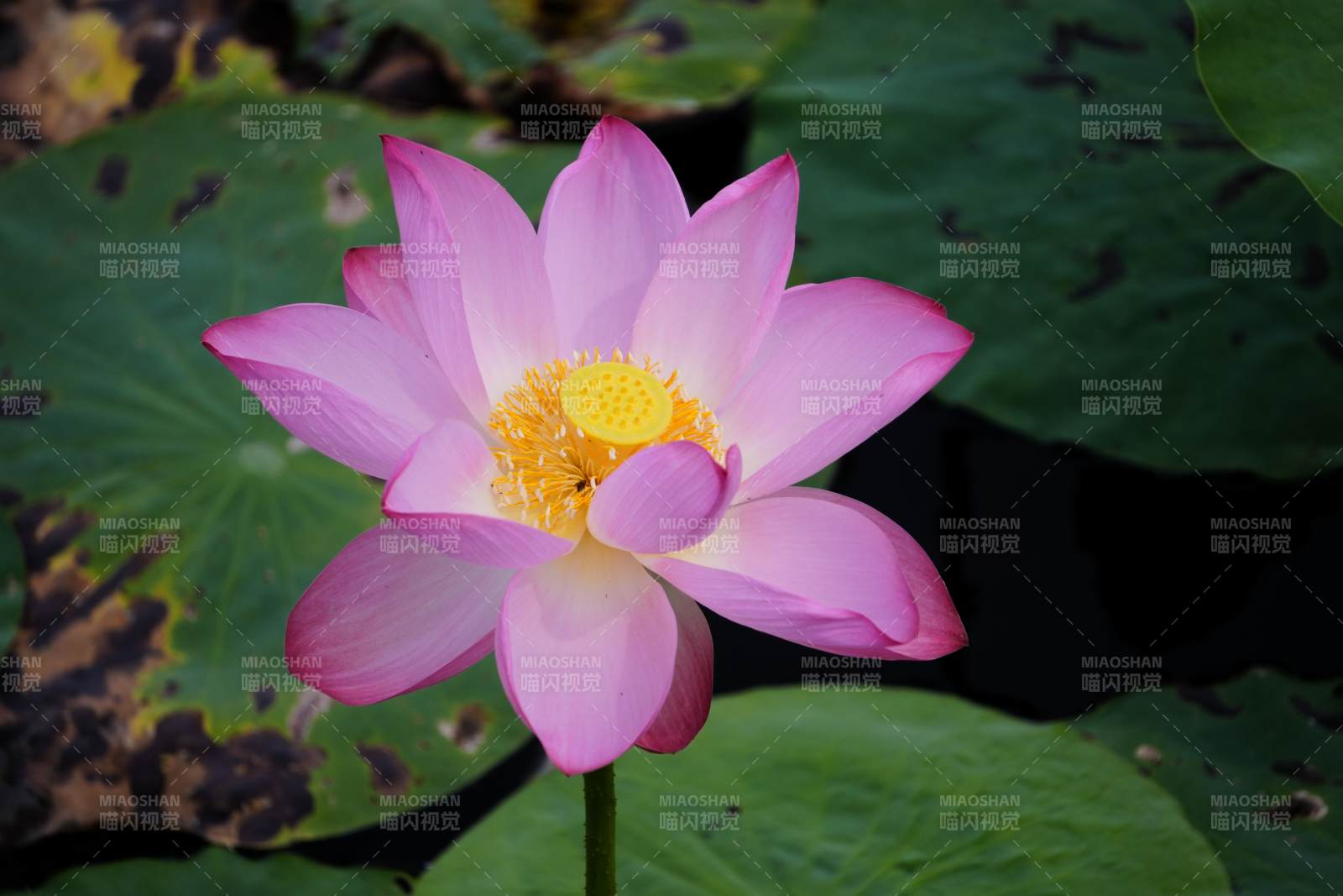 粉色莲花绽放水中图片