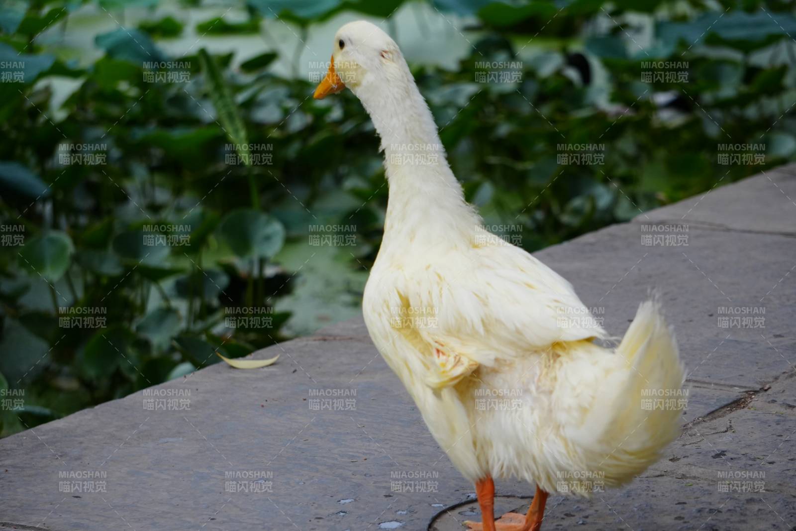 池边白鸭悠闲立图片