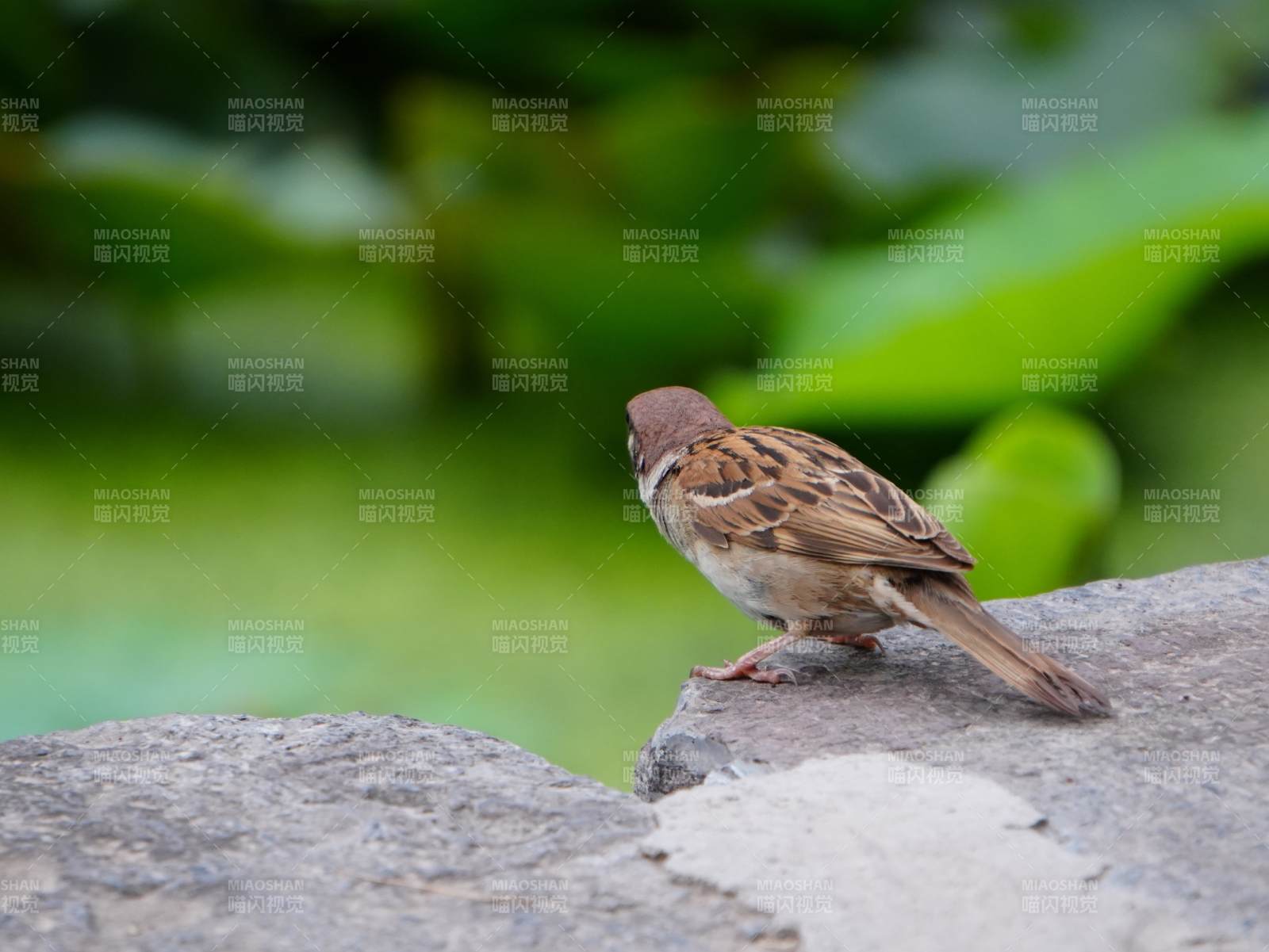 石上的小鸟图片