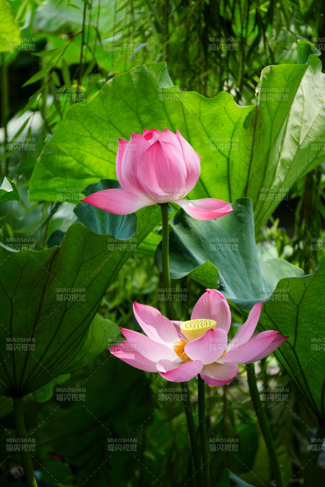 荷塘中的粉色莲花图片