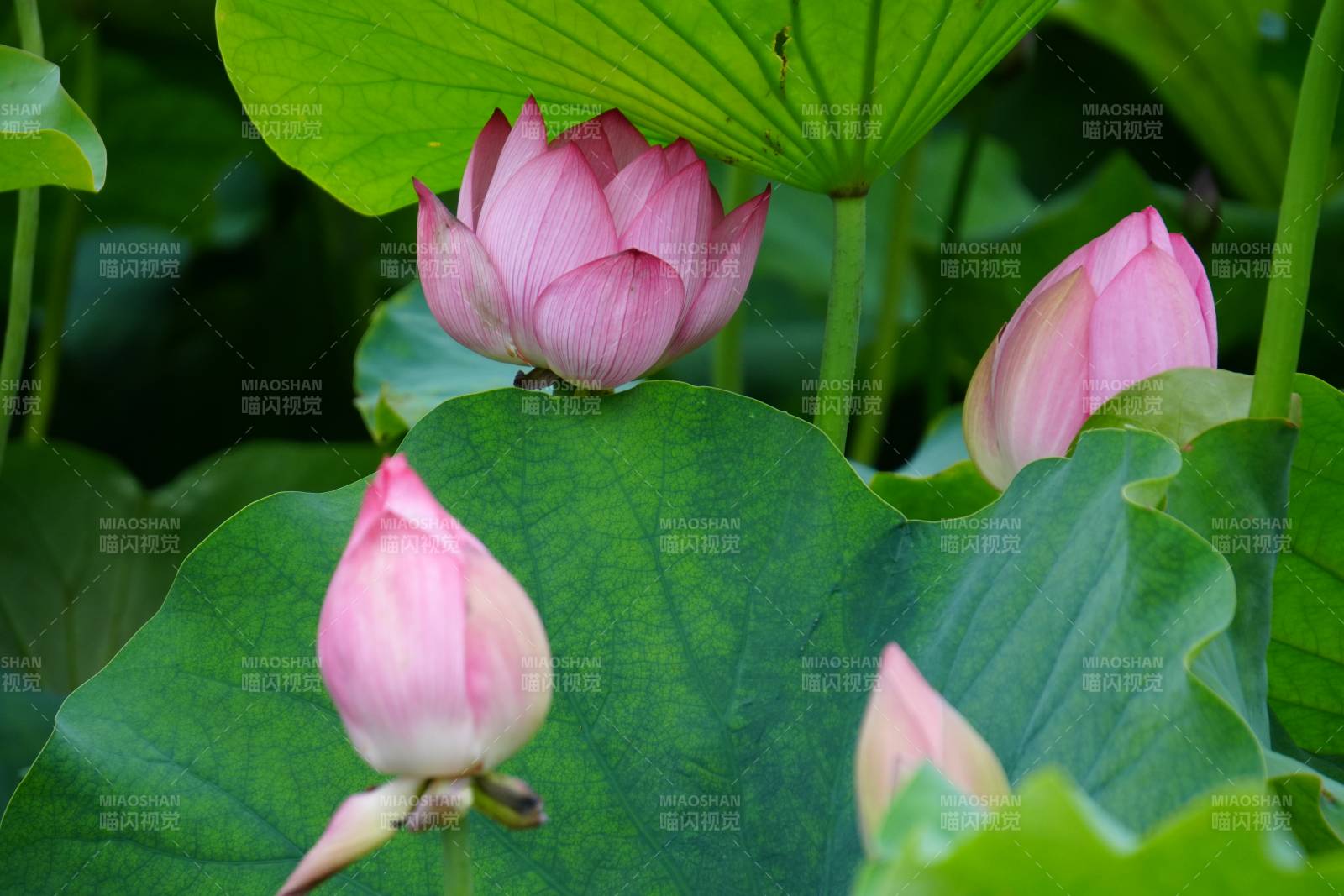 粉嫩莲花静谧绽放图片