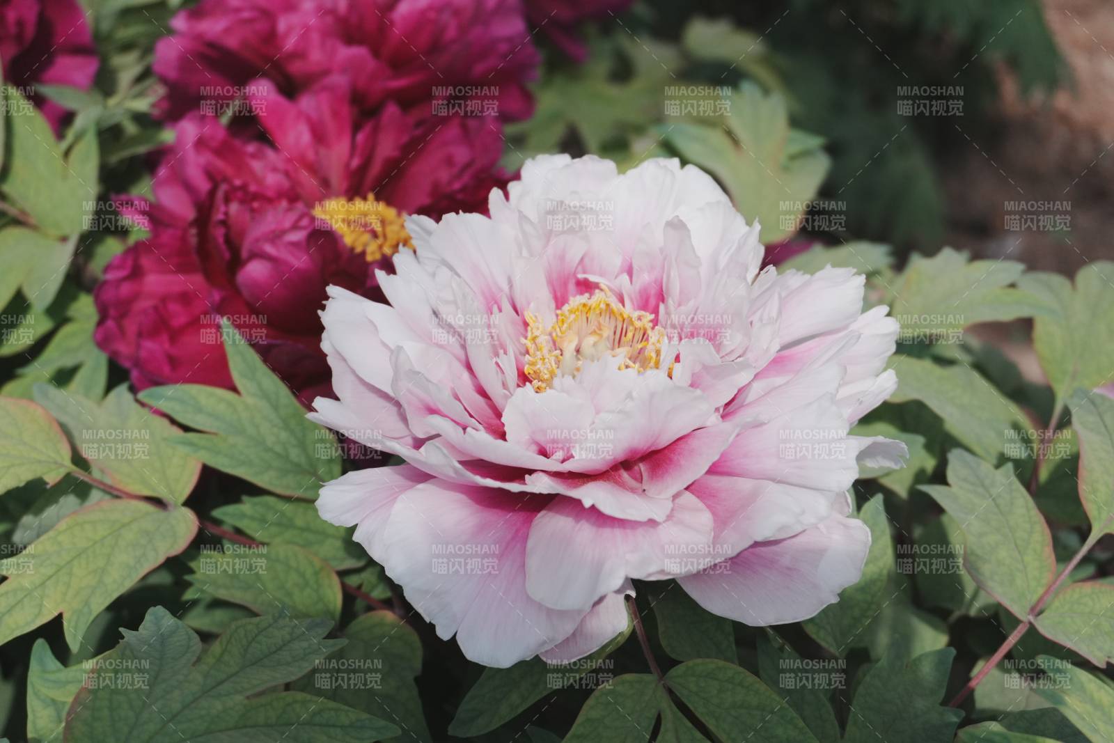 粉色牡丹花绽放美丽图片