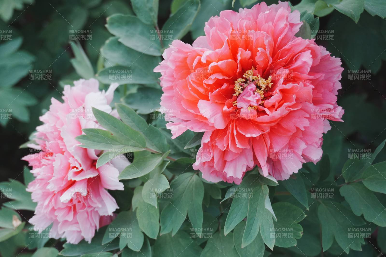 粉色牡丹花绽放于绿叶间图片