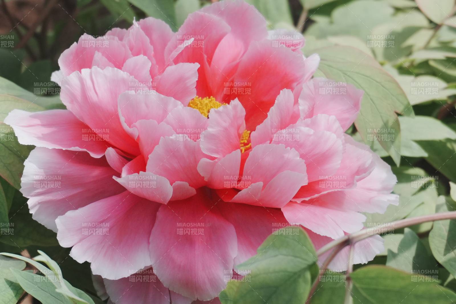 粉色牡丹花绽放美丽图片