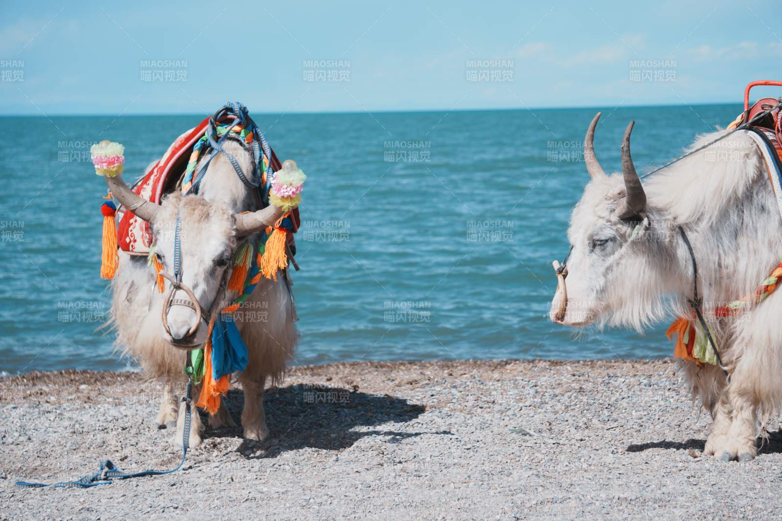 湖畔牦牛 装饰绚丽图片