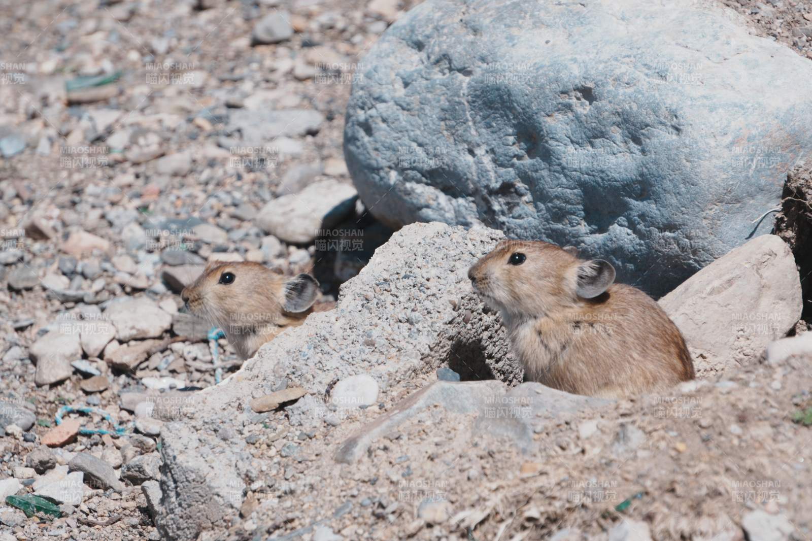 高原鼠兔在岩石间探头图片