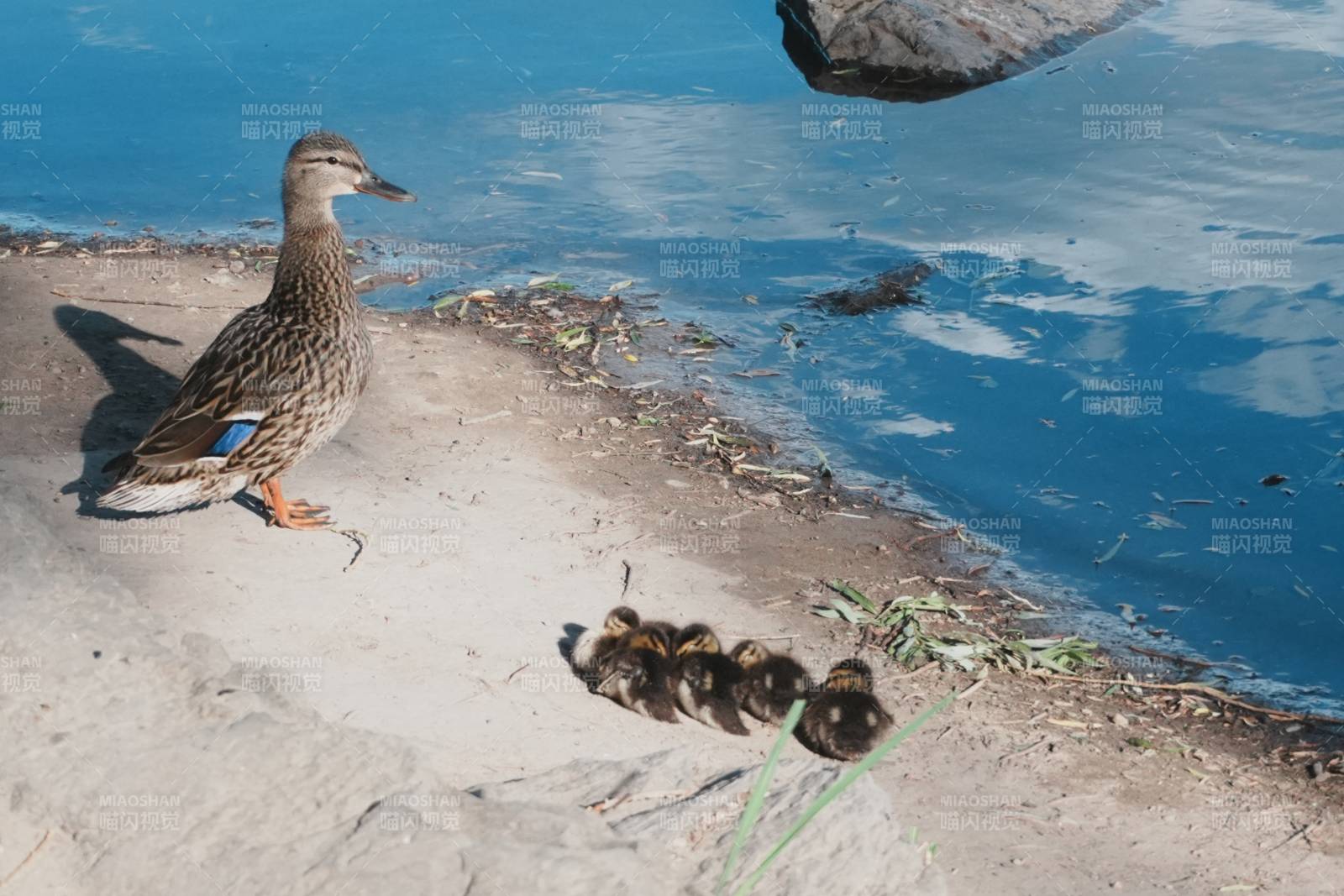 鸭妈妈与小鸭群图片