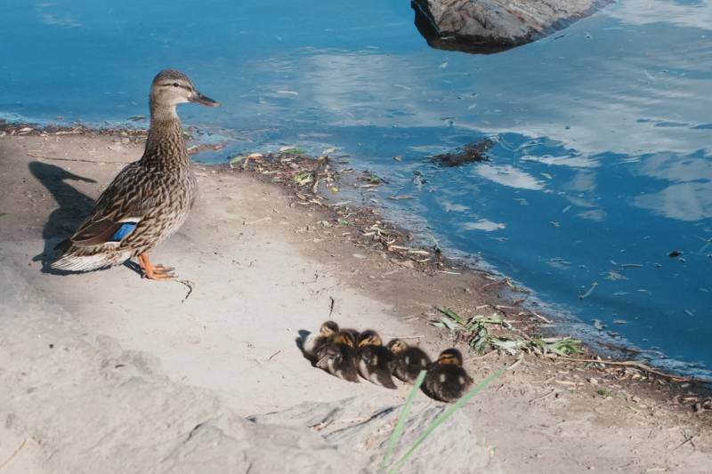 鸭妈妈与小鸭群图片