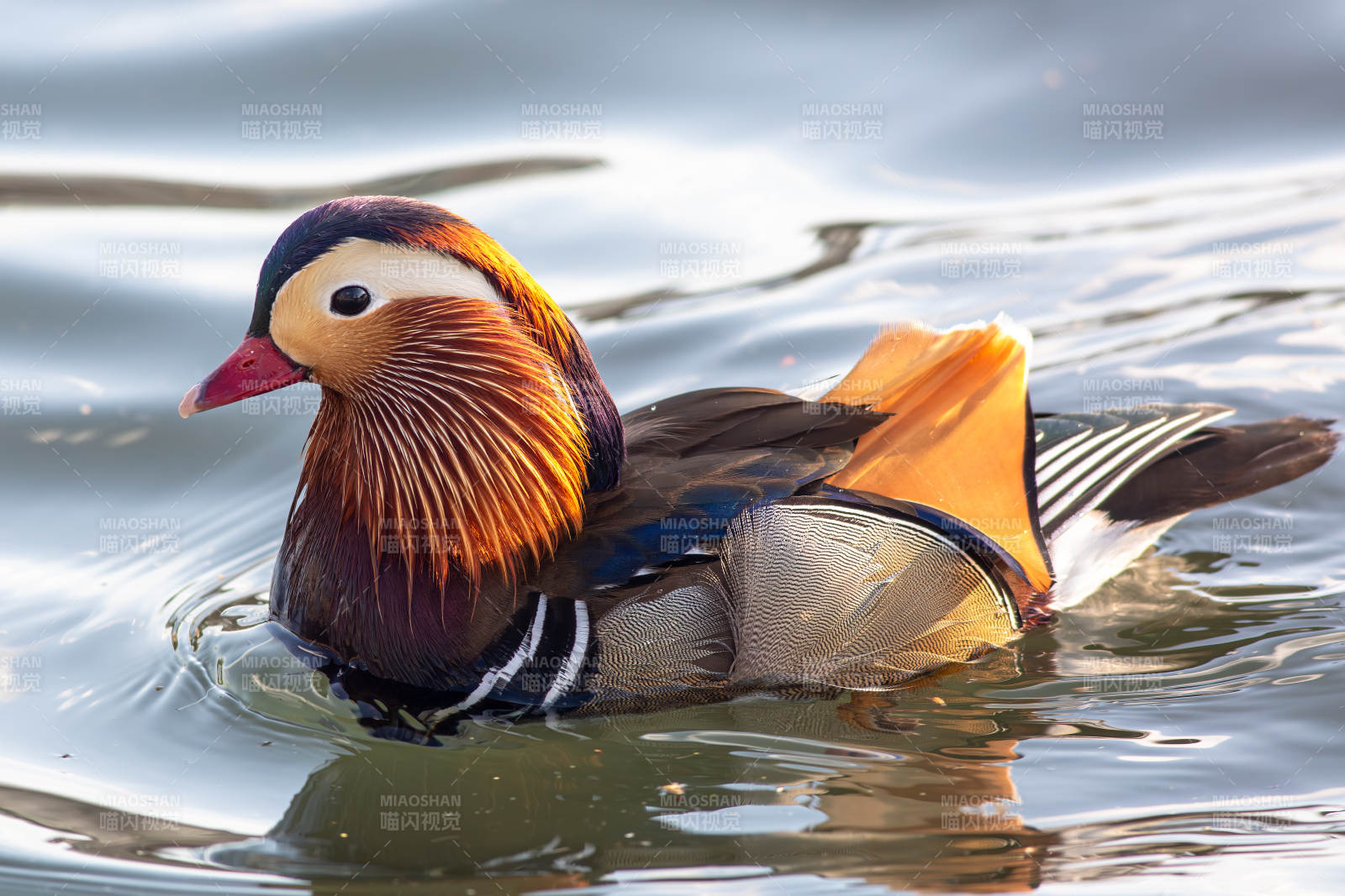 鸳鸯在水中悠然游弋图片