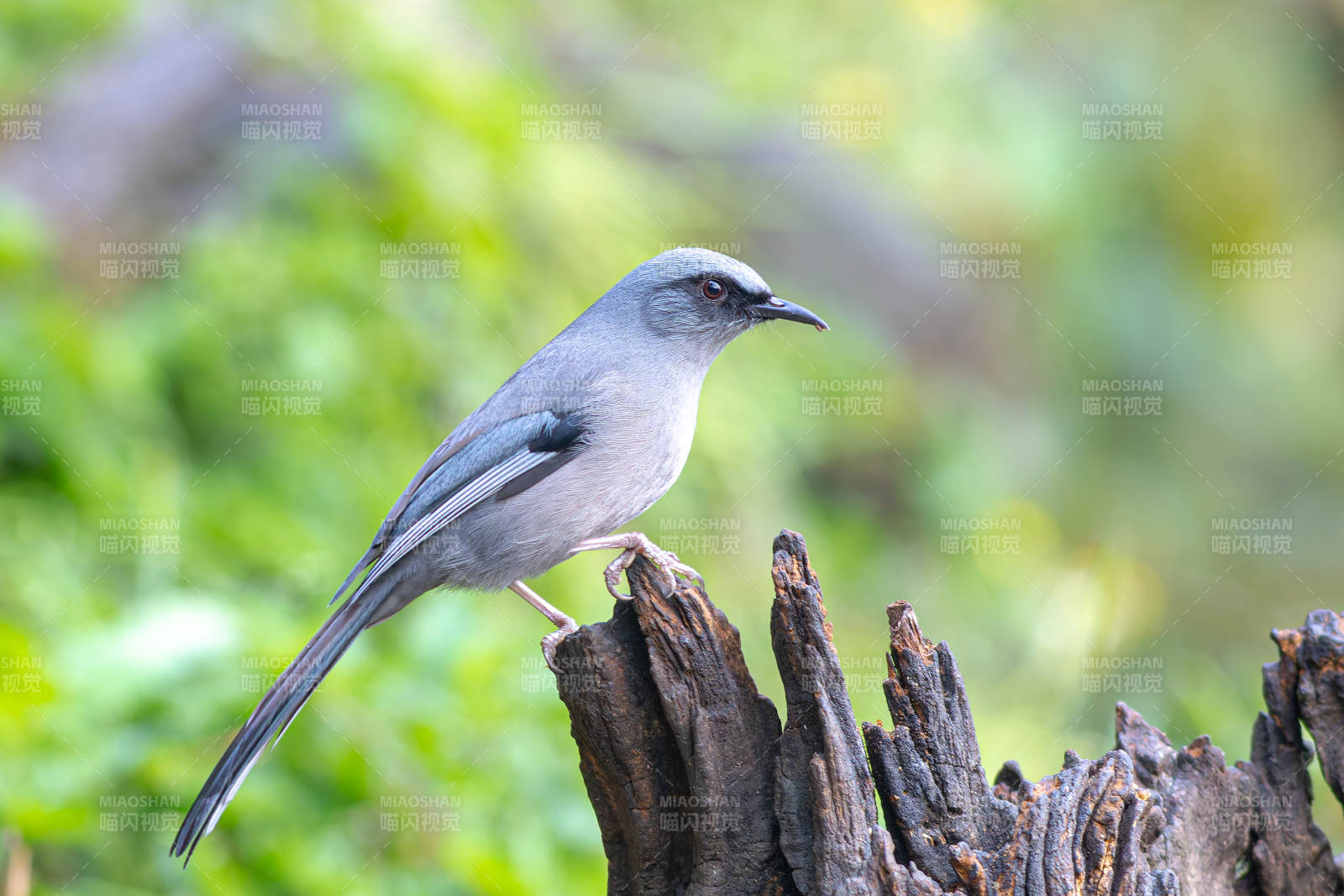 丽色奇鹛栖息树桩上图片