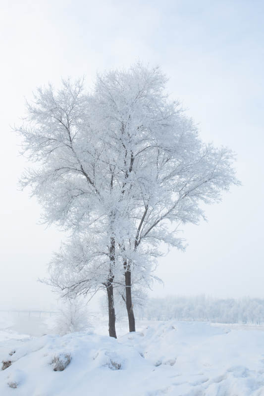 雾凇图片