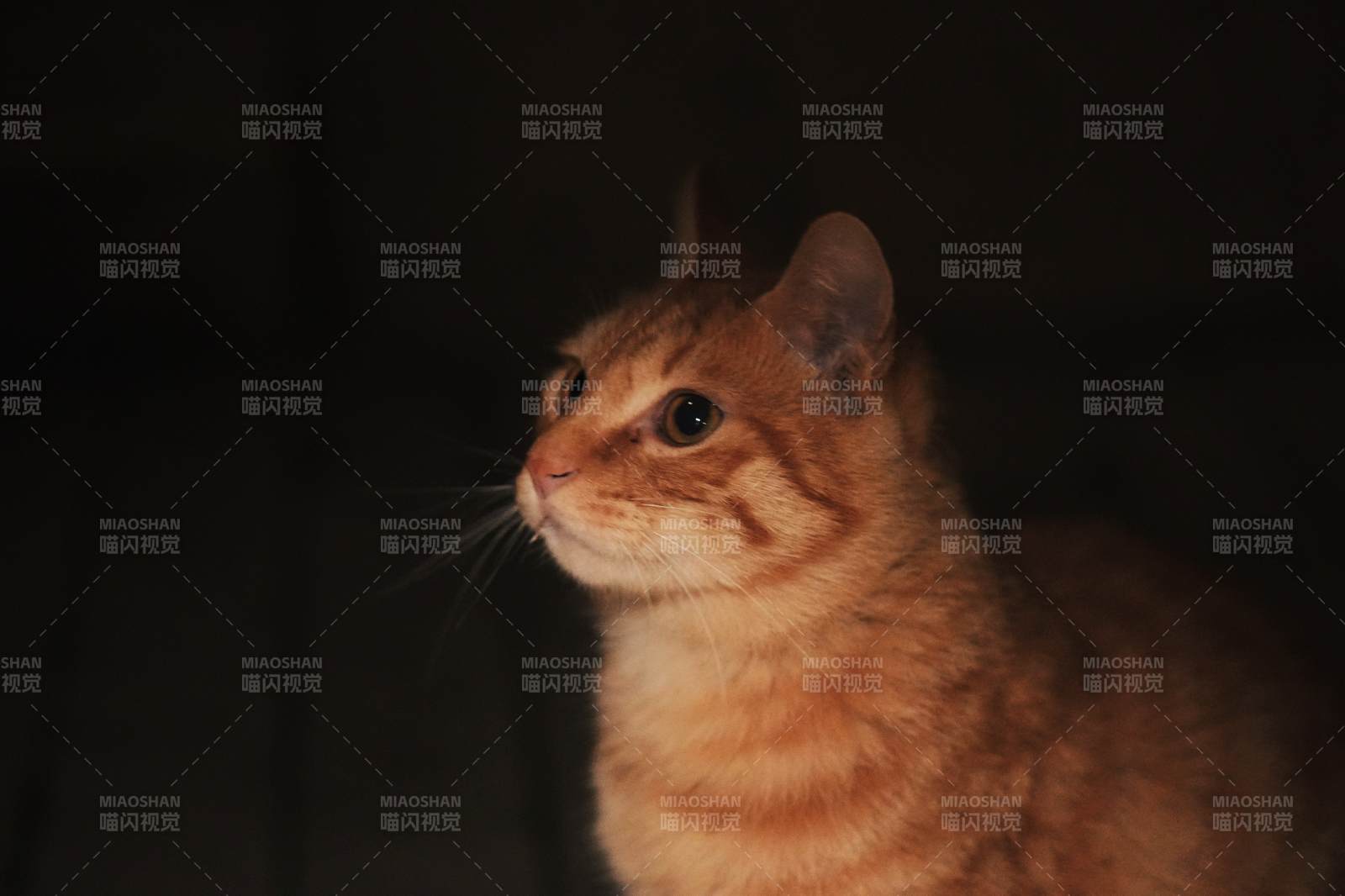 温暖灯光下的猫咪侧影图片