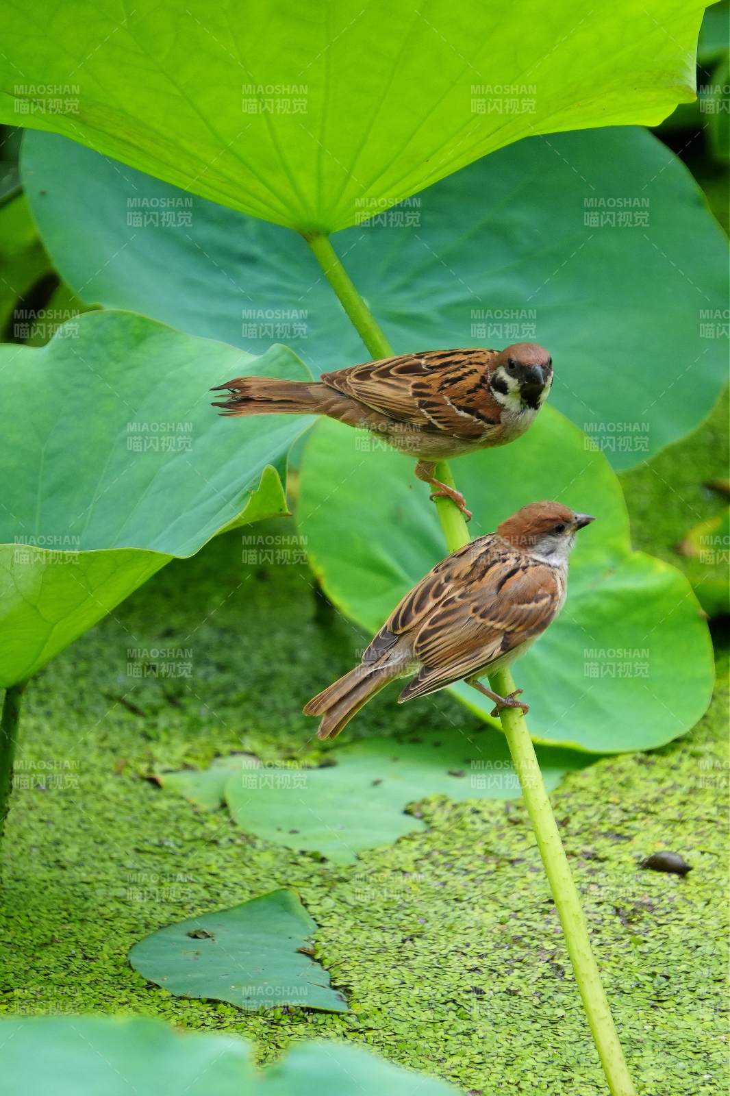 荷叶上的两只小鸟图片