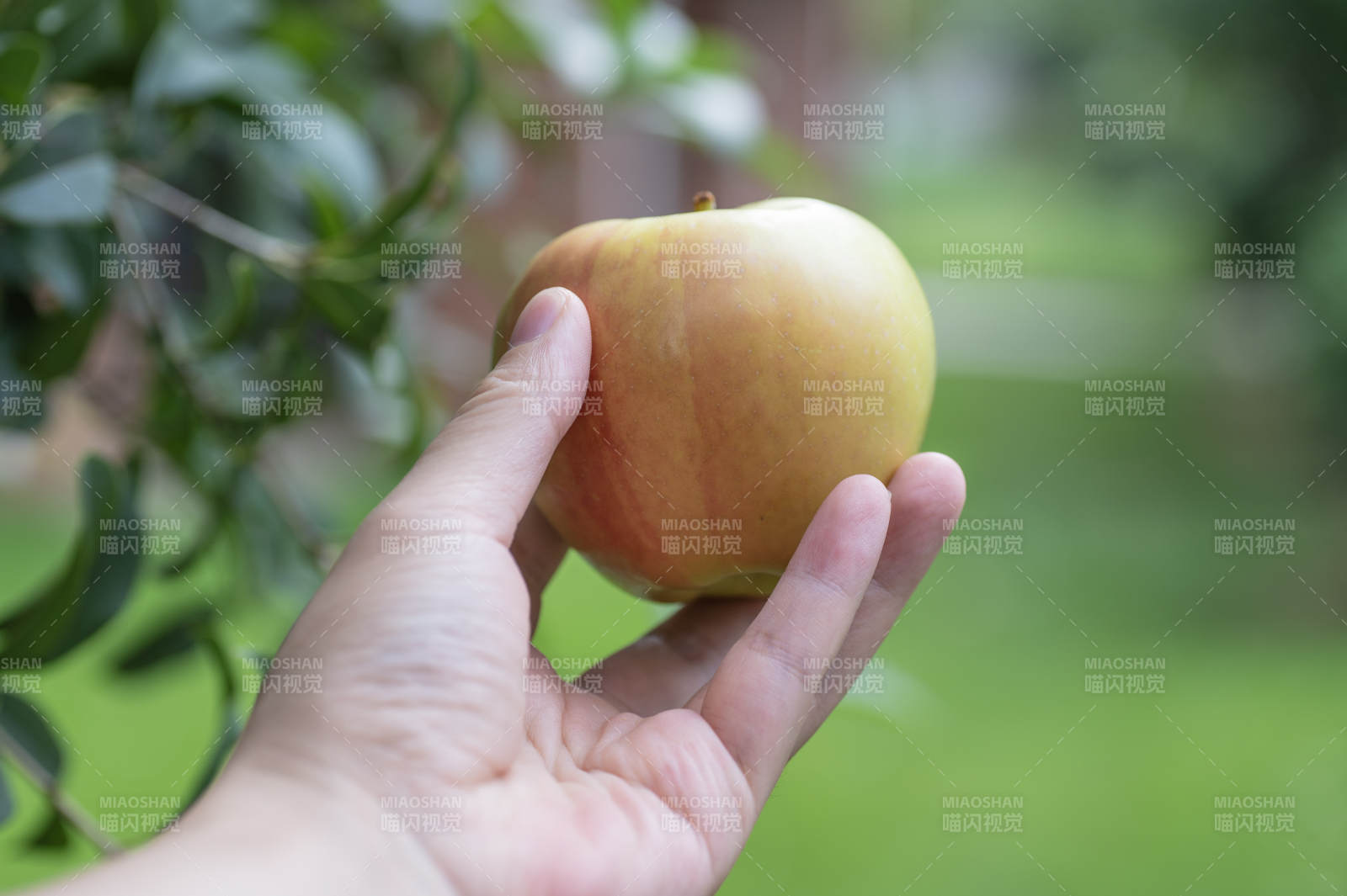手握新鲜苹果 自然背景图片