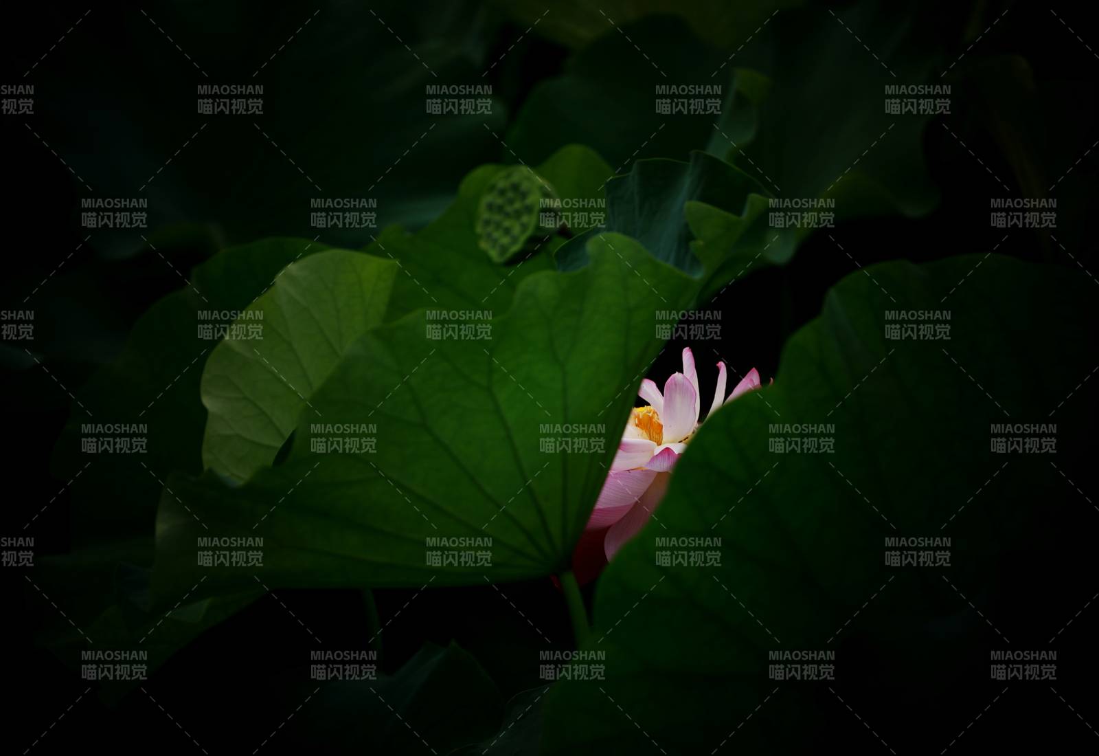 暗夜中的莲花绽放图片