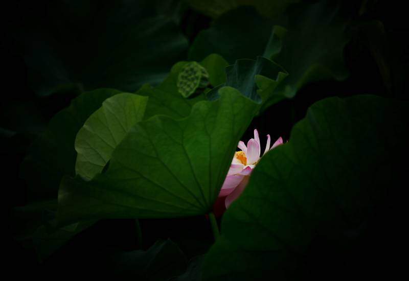 暗夜中的莲花绽放图片