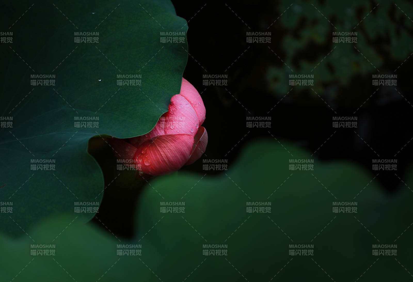 荷叶掩映下的粉色花蕾图片