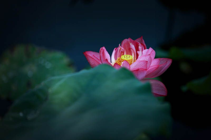 静谧池塘中的莲花绽放图片