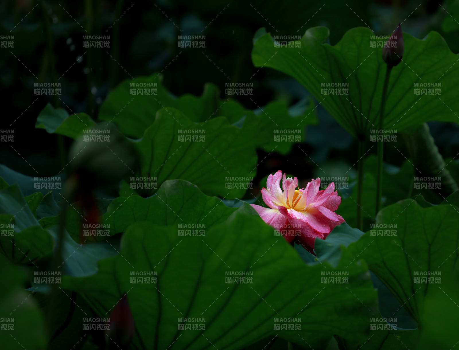 荷花绽放 绿叶相衬图片