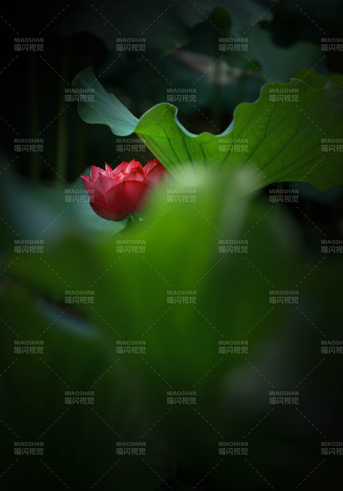 绿叶丛中红花隐现图片