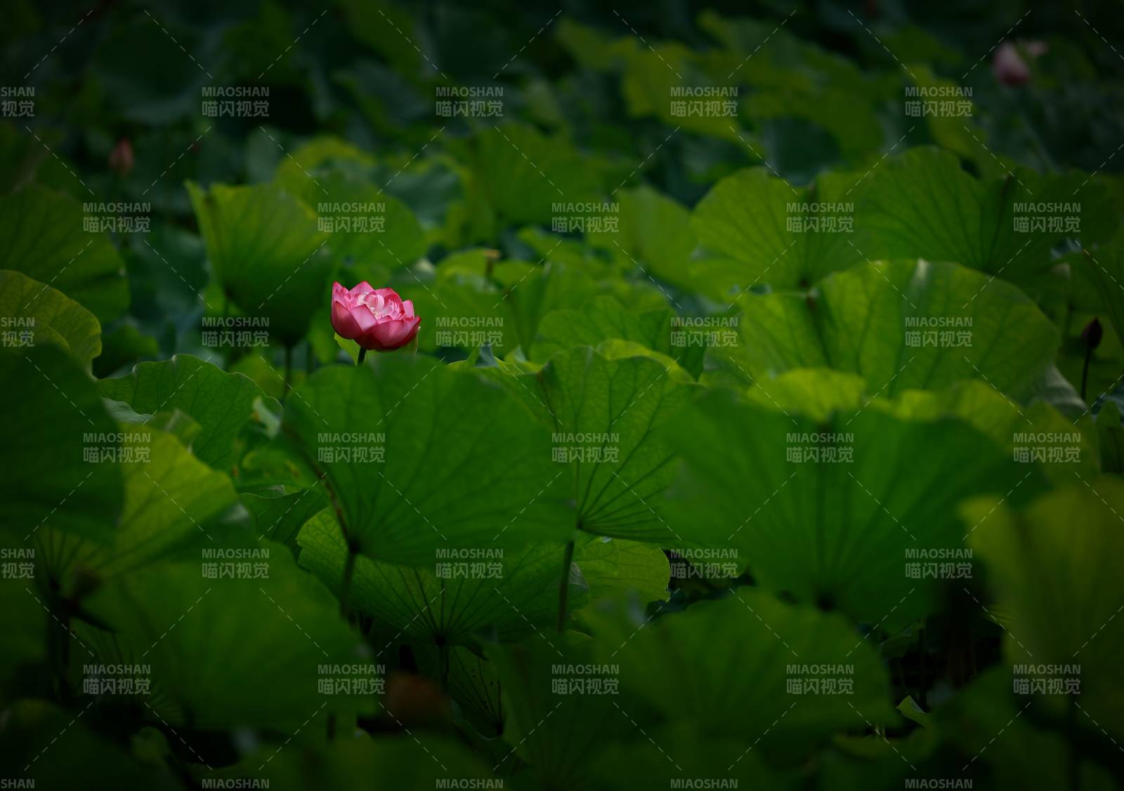 荷塘月色 一朵莲花静谧绽放图片