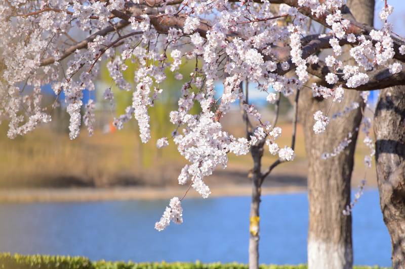 春日樱花湖畔美景图片