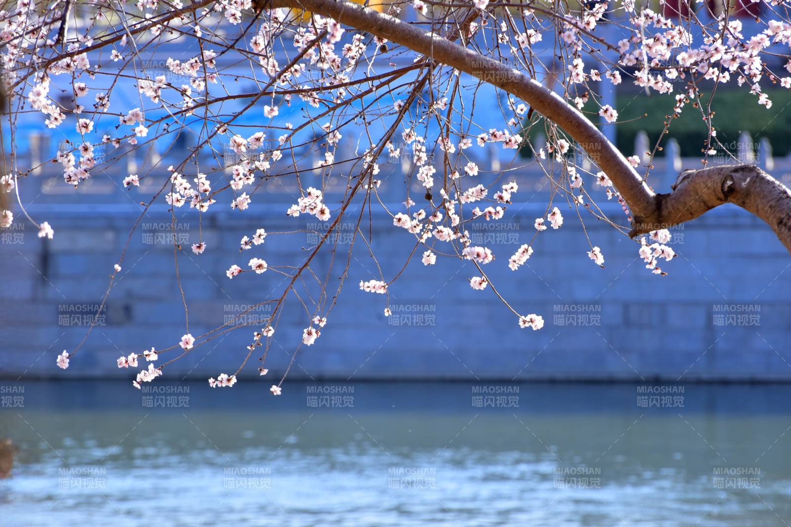 春日花开 湖畔美景图片