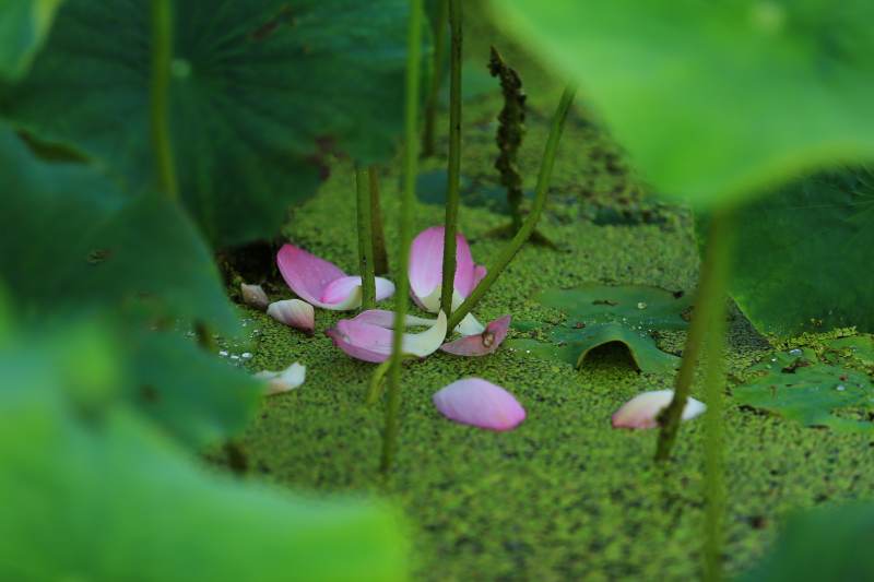 荷塘落瓣 静谧之美图片