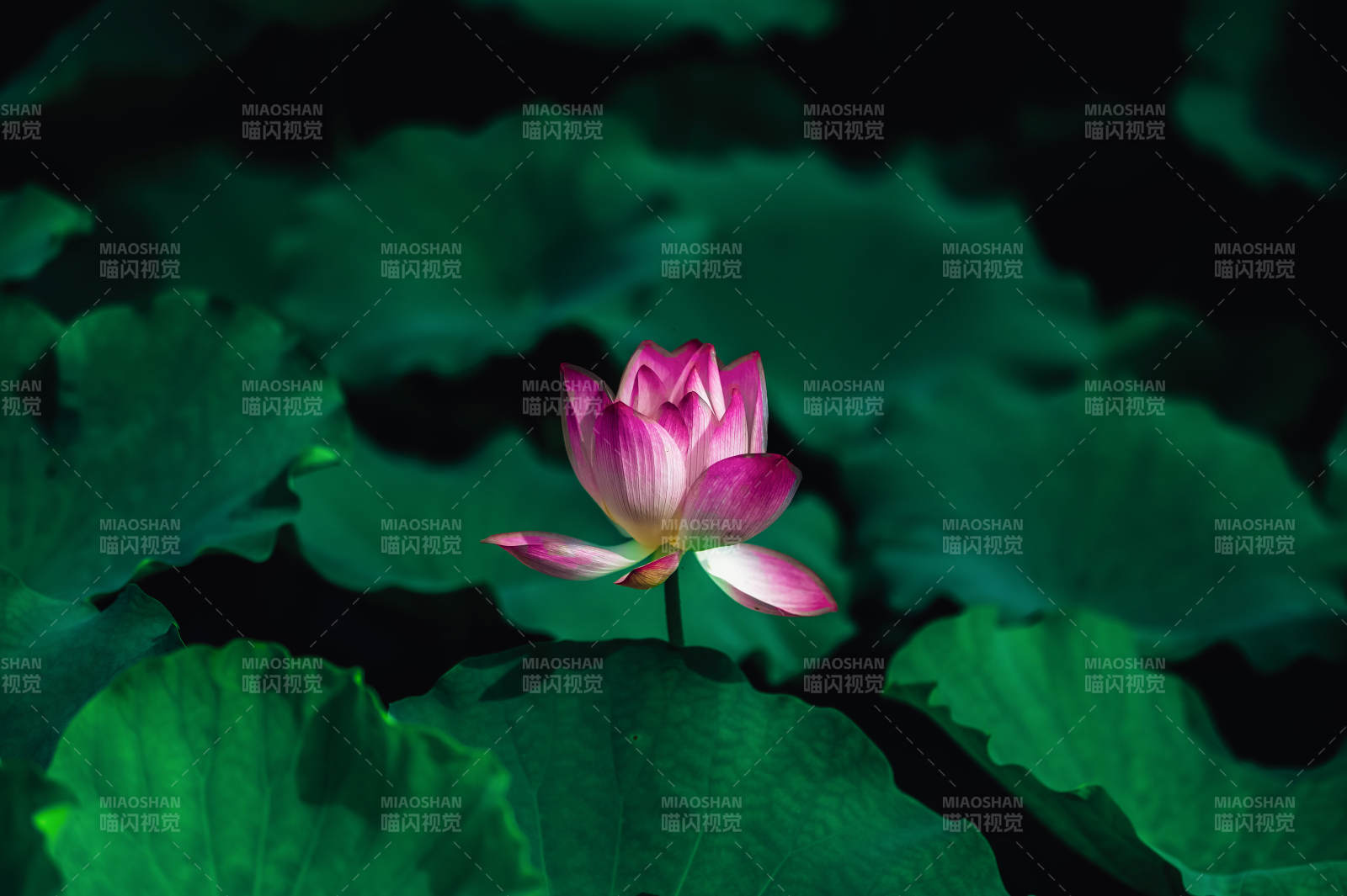 静谧荷塘 粉莲绽放图片