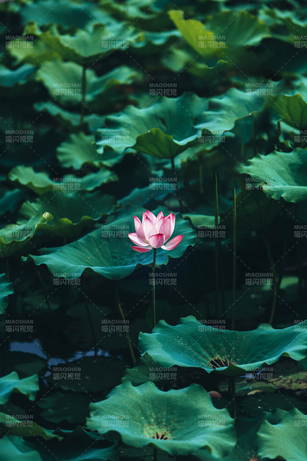 荷塘静谧 莲花独绽图片