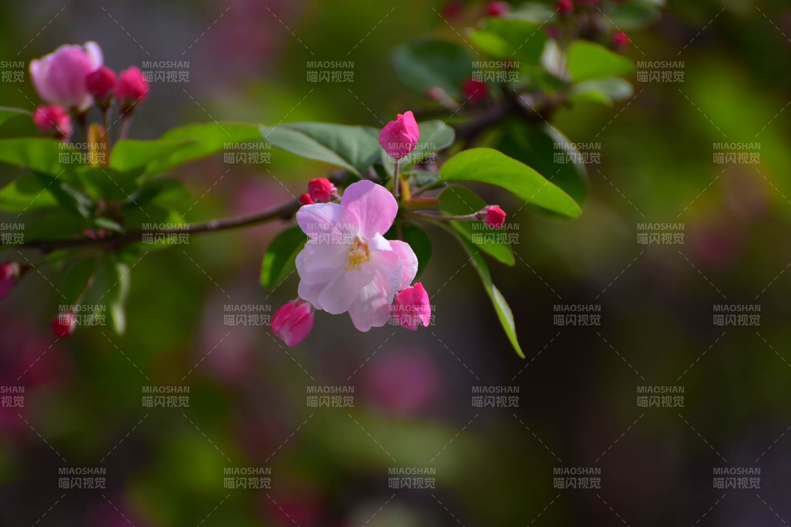 春日花开 粉嫩娇艳图片