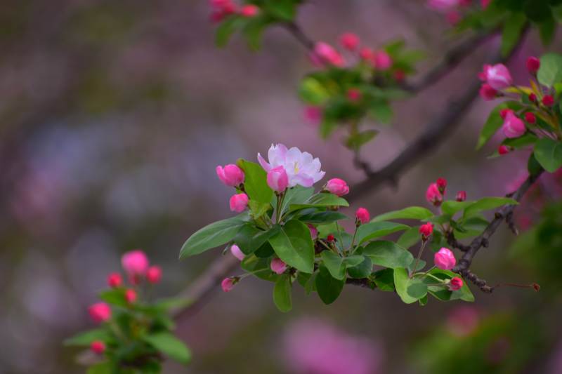 春日花开 粉嫩枝头图片