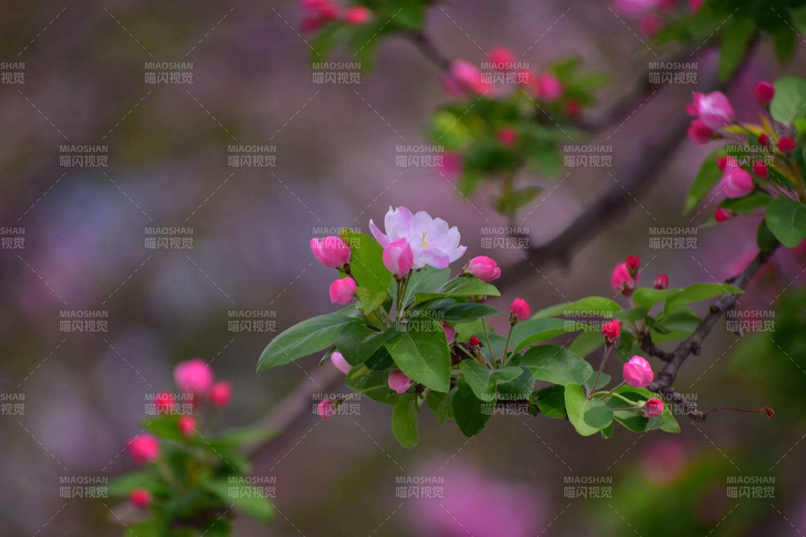 春日花开 粉嫩枝头图片
