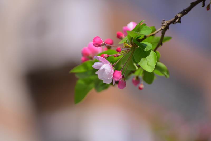 春日花开 粉嫩枝头图片