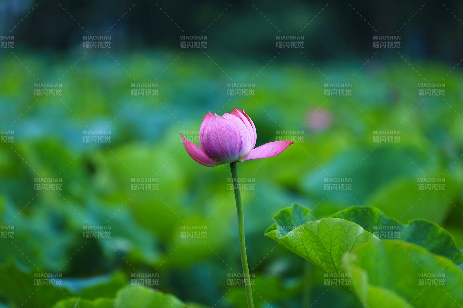 池塘中的莲花盛开图片