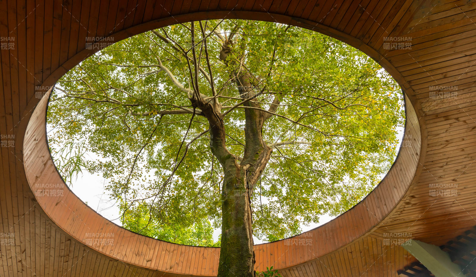 树影下的圆形天窗- 云溪植物园图片