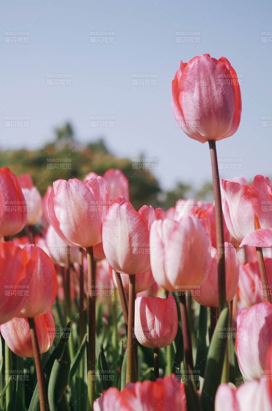 粉色郁金香花田美景图片