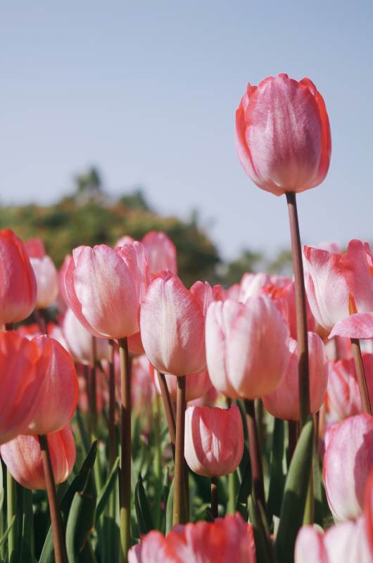 粉色郁金香花田美景图片
