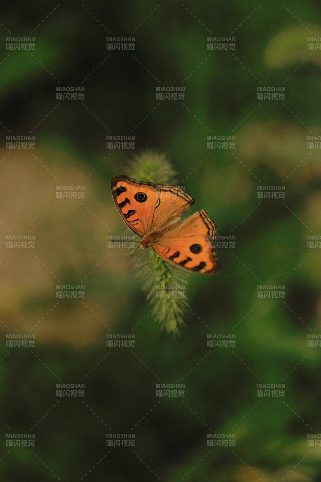 橙色蝴蝶栖息草尖图片